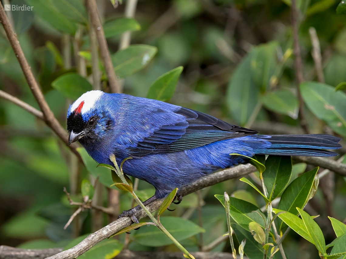 Stephanophorus diadematus