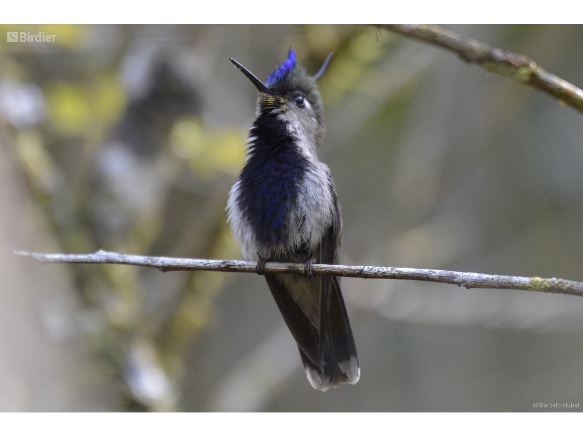 Stephanoxis loddigesii