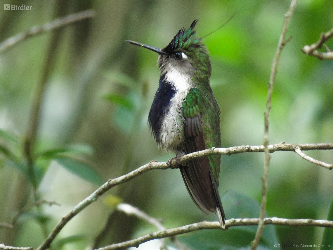 Stephanoxis loddigesii