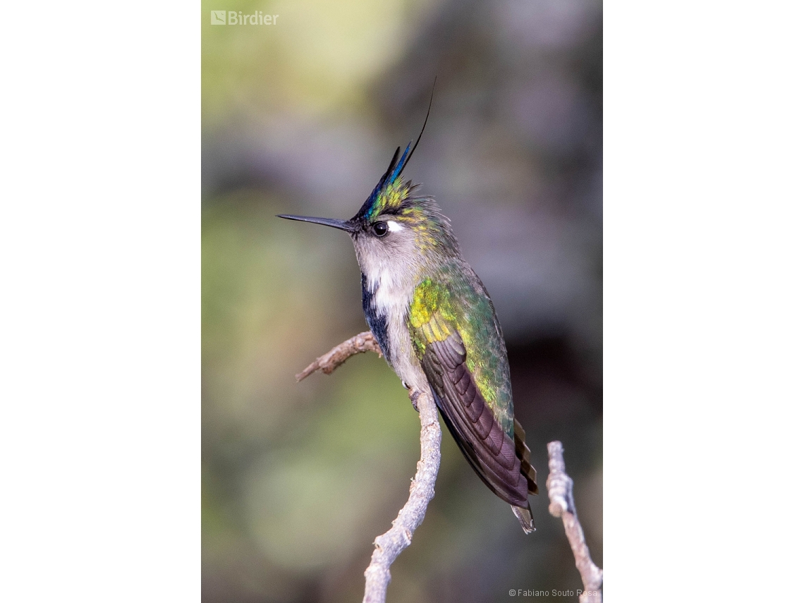 Stephanoxis loddigesii