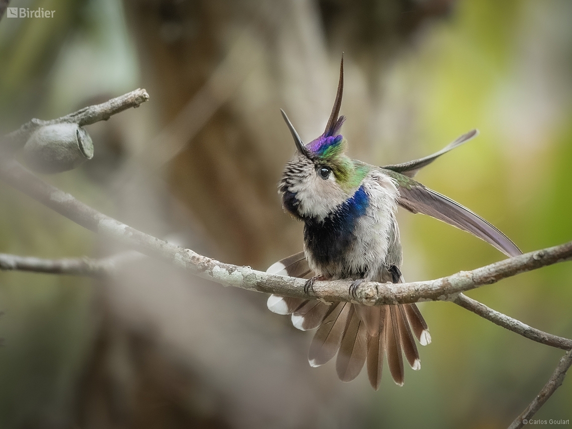 Stephanoxis loddigesii