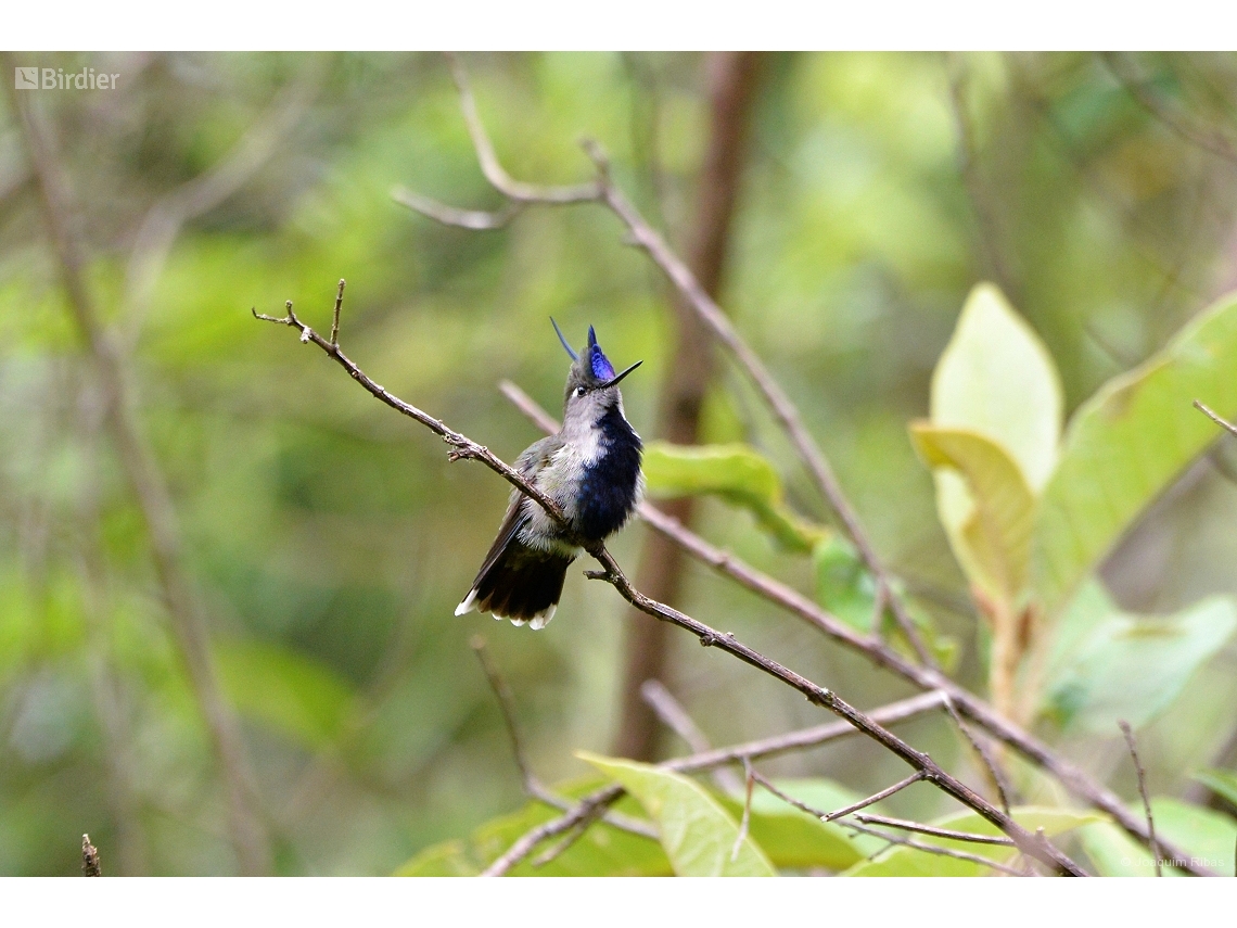 Stephanoxis loddigesii