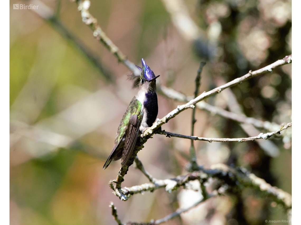 Stephanoxis loddigesii