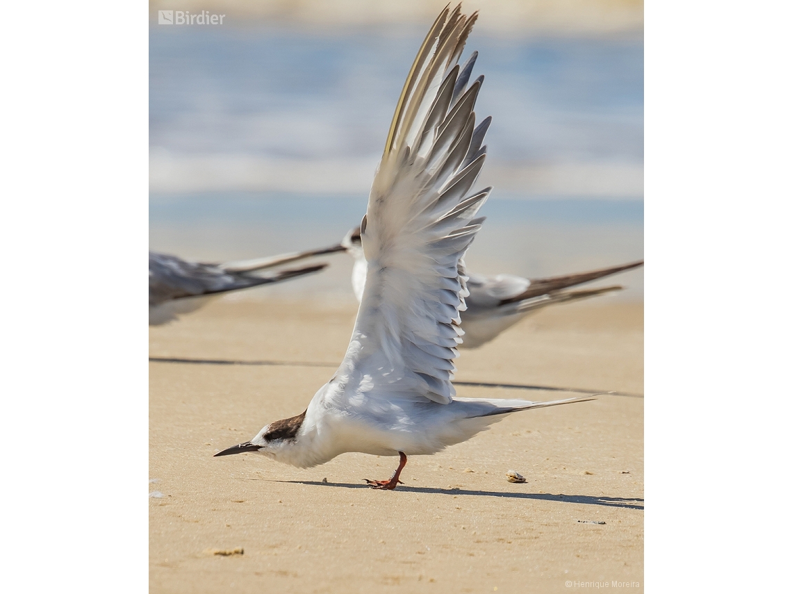 Sterna hirundo