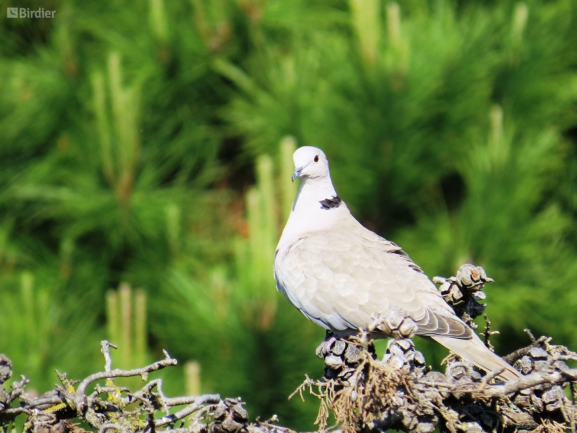 Streptopelia decaocto