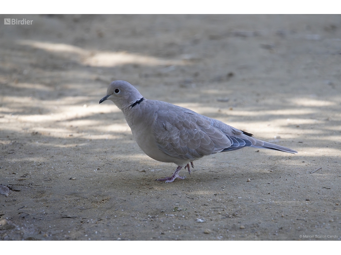 Streptopelia decaocto