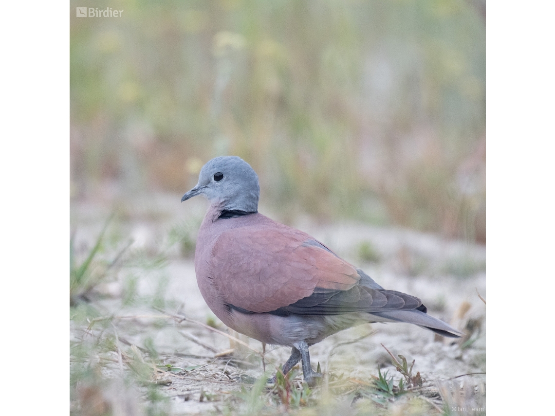 Streptopelia tranquebarica