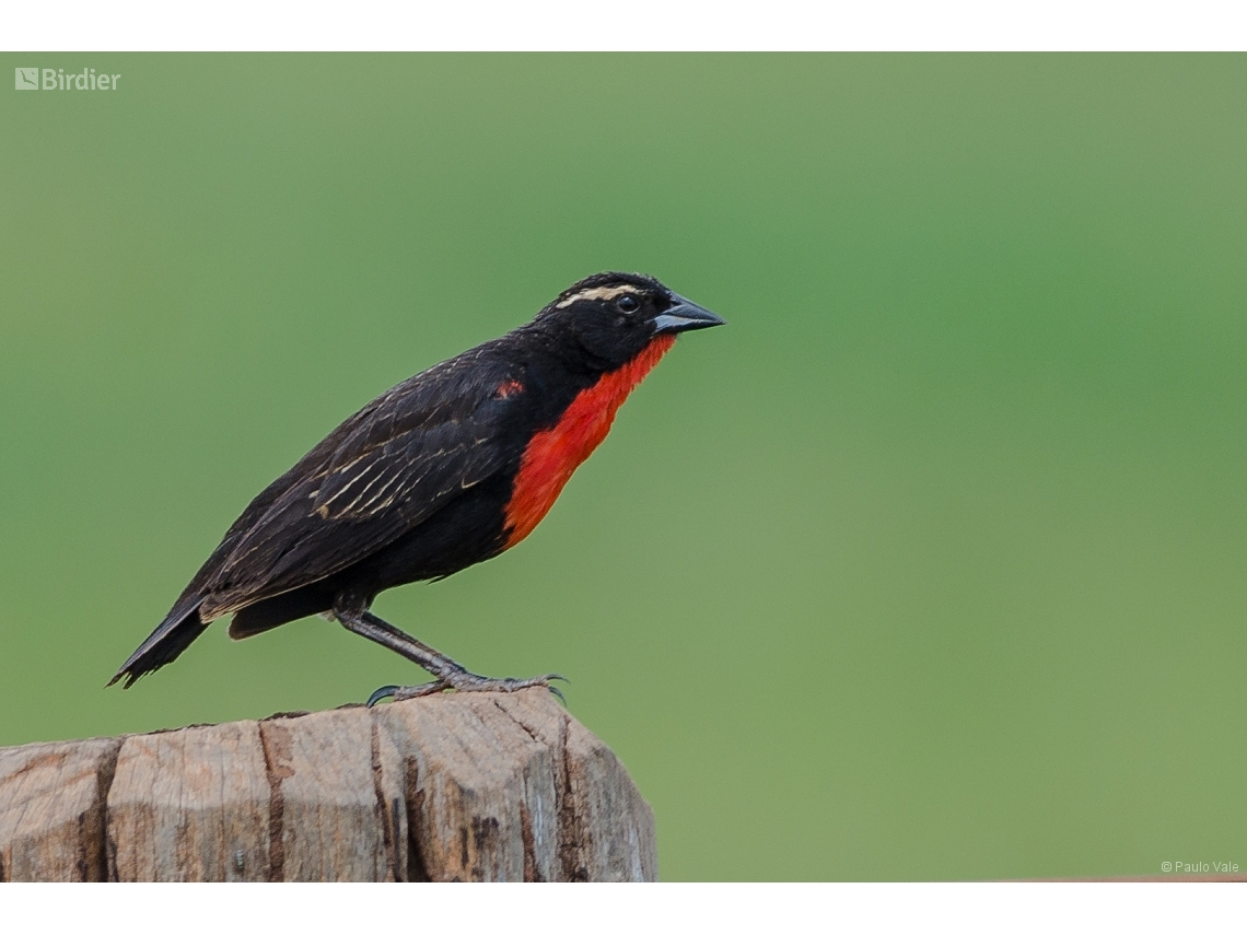 Leistes superciliaris