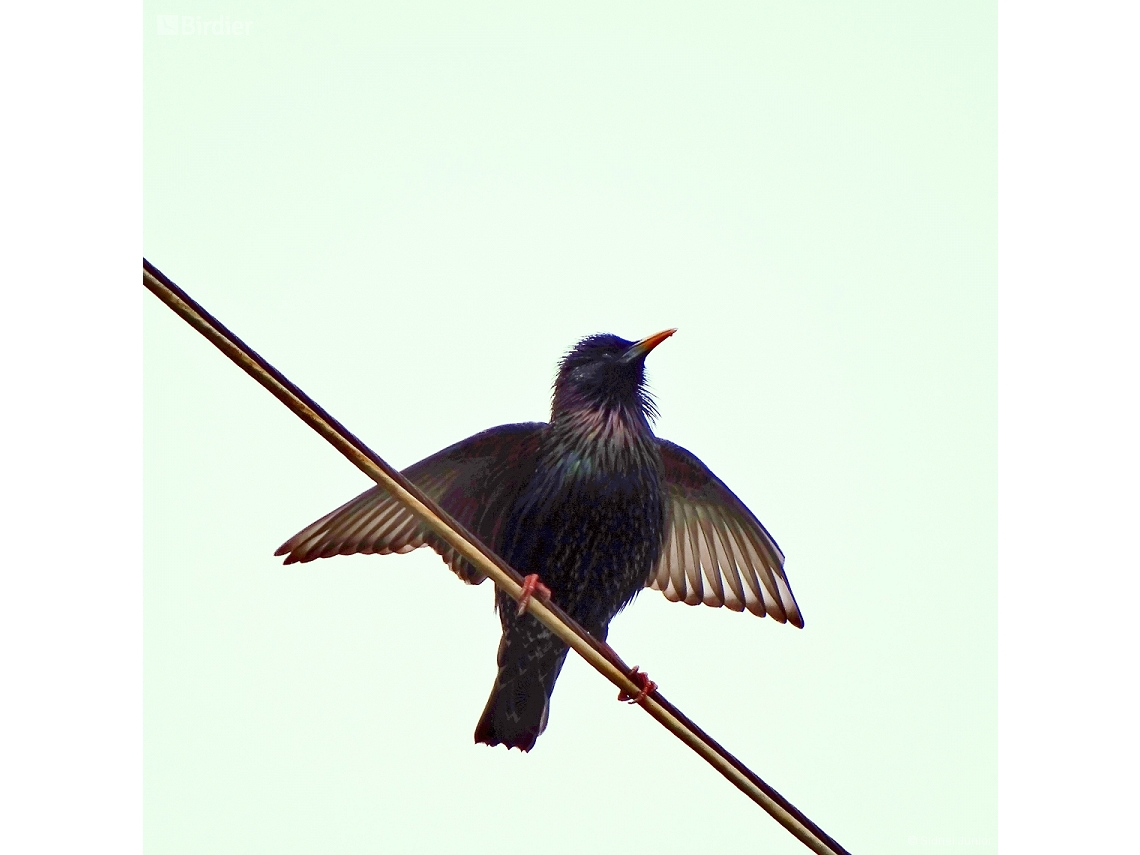 Sturnus vulgaris