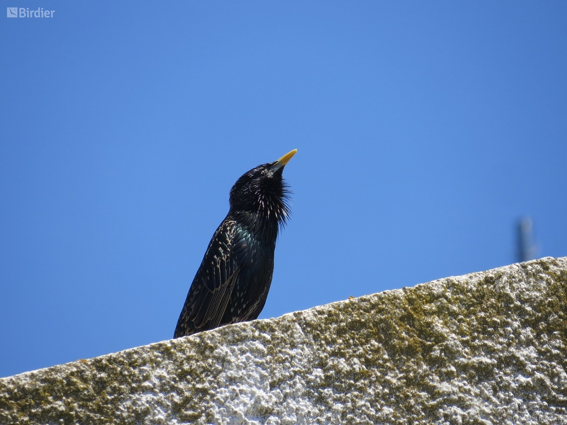 Sturnus vulgaris