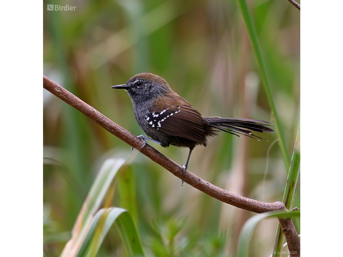Formicivora acutirostris
