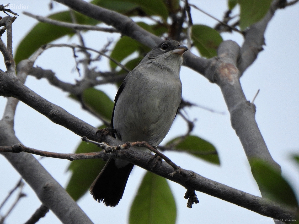 Coryphospingus pileatus