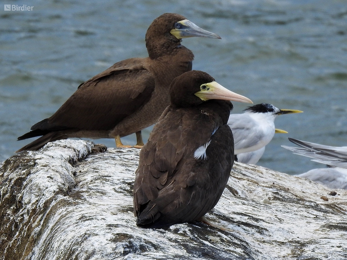 Sula leucogaster