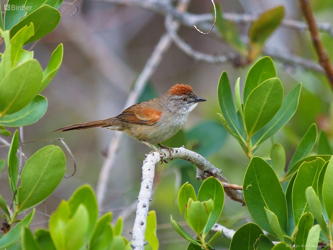 Synallaxis albescens