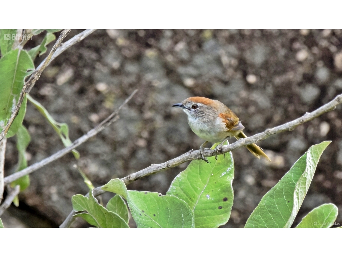 Synallaxis albescens
