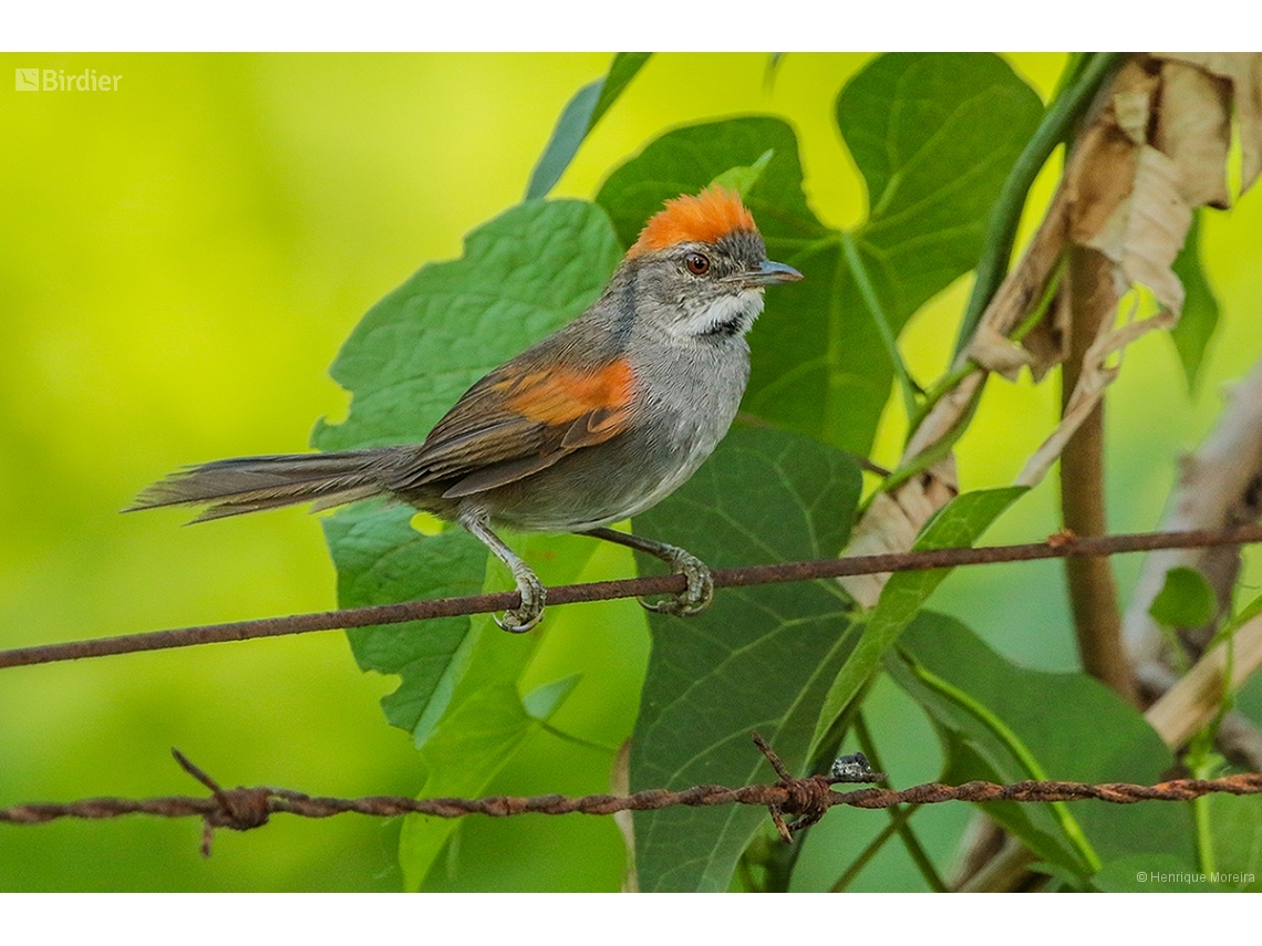 Synallaxis albigularis