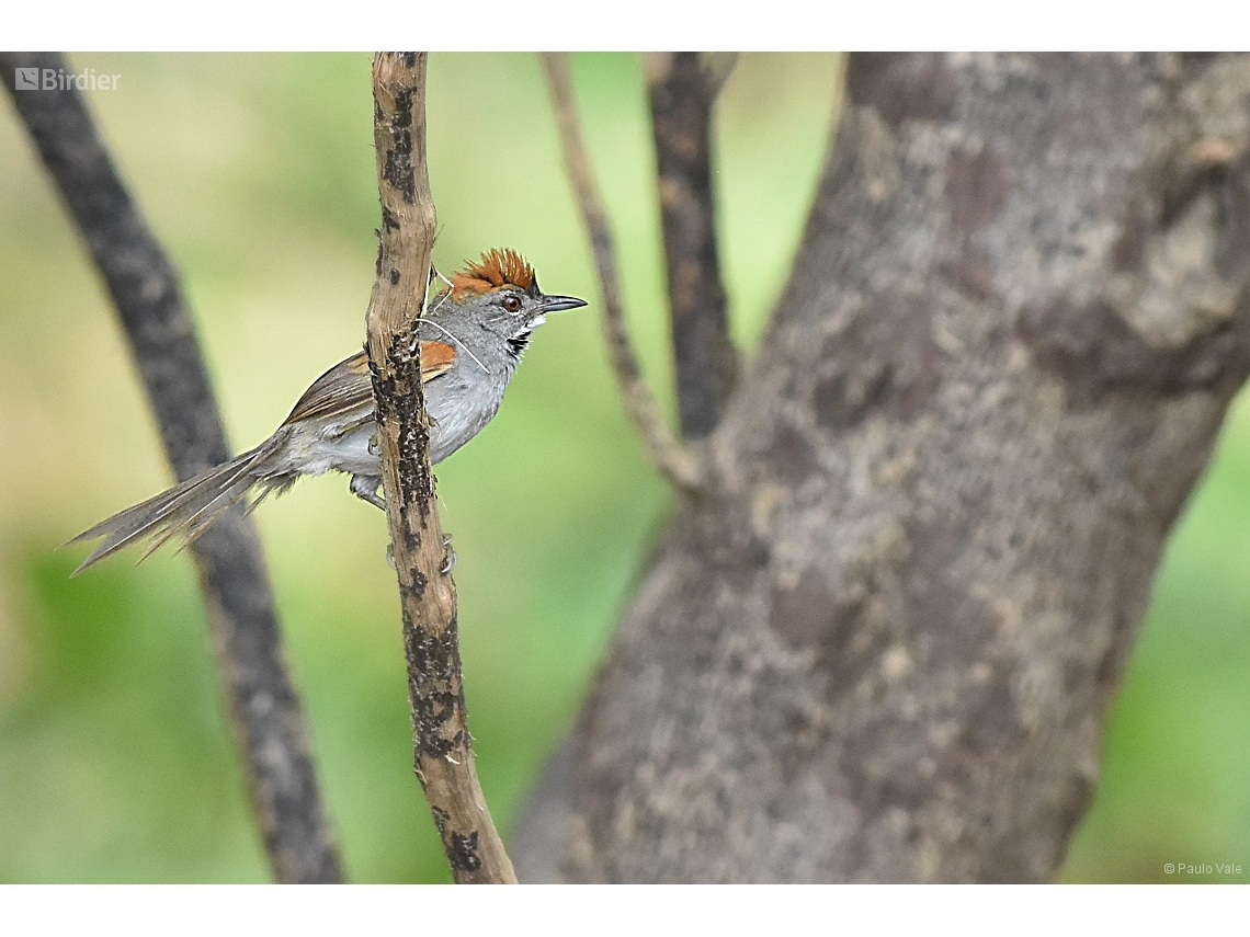 Synallaxis albigularis