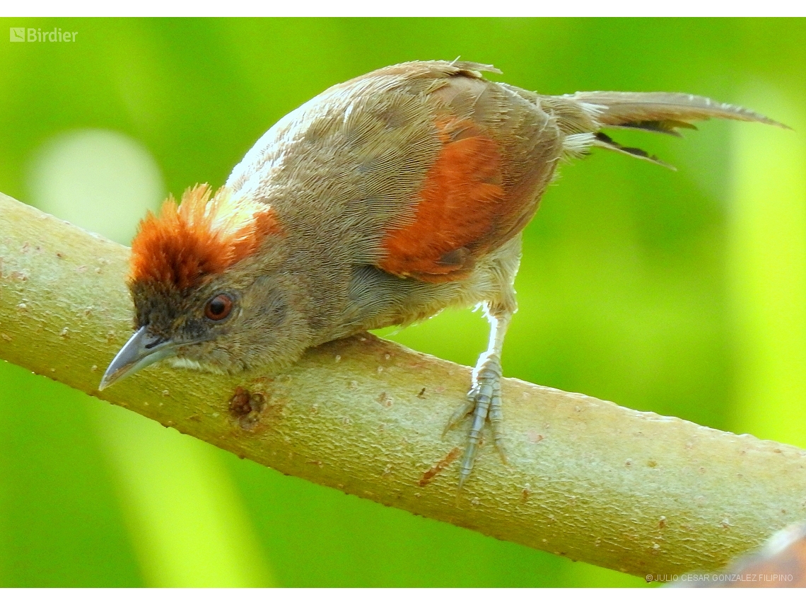 Synallaxis hypospodia