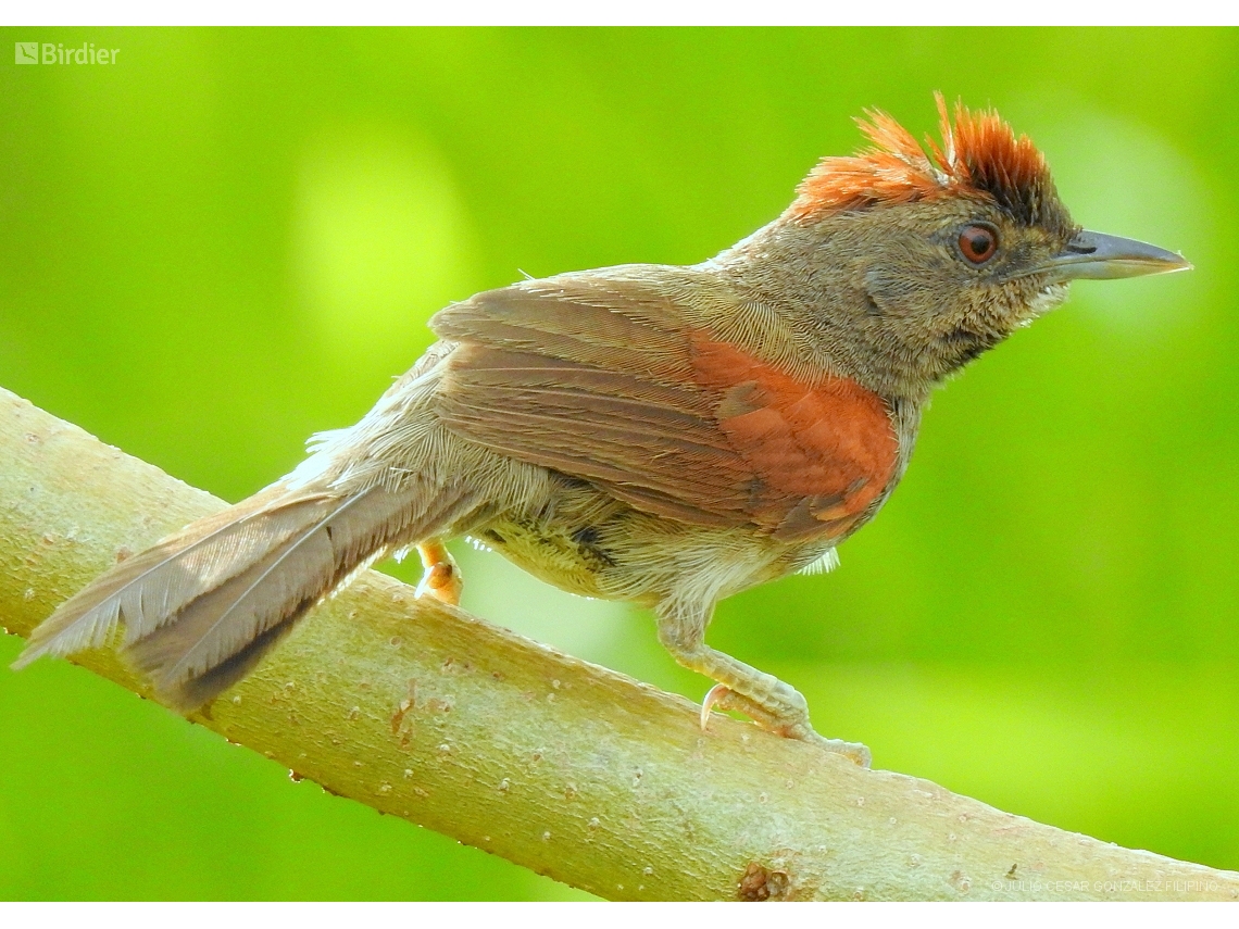 Synallaxis hypospodia