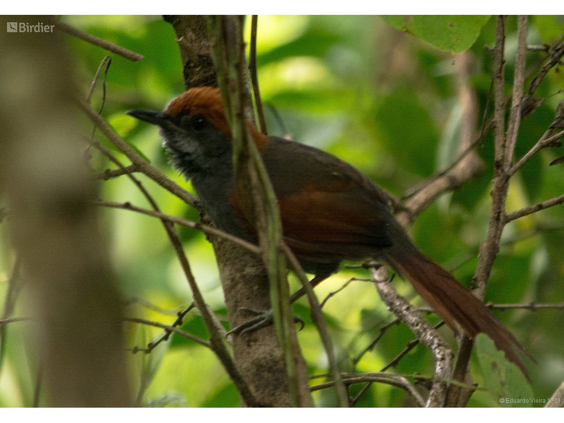 Synallaxis infuscata