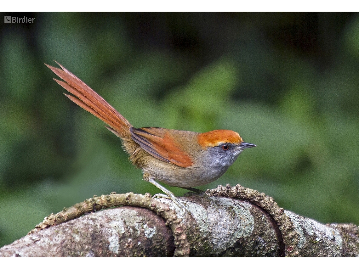 Synallaxis ruficapilla