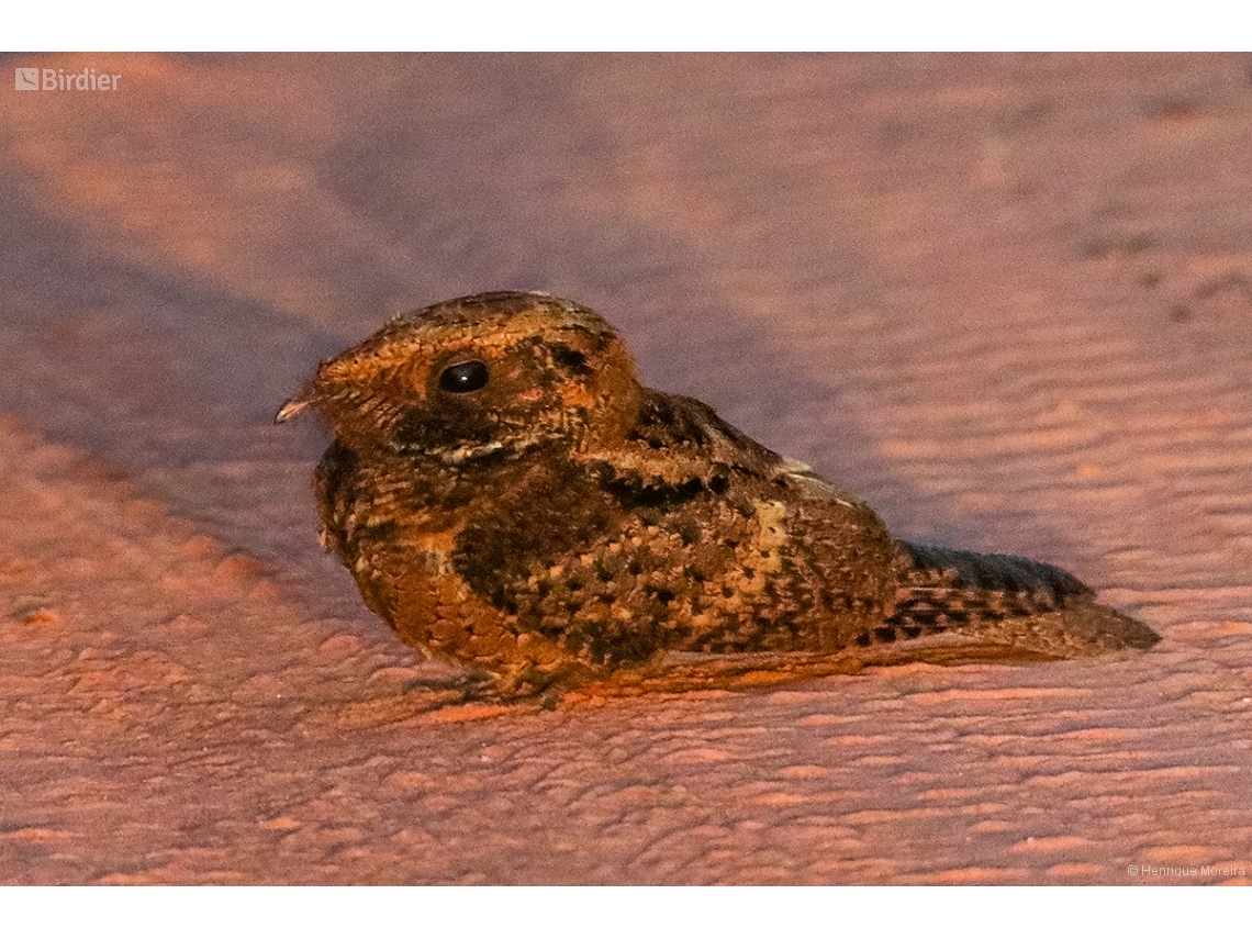 Antrostomus rufus