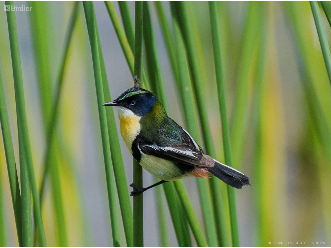 Tachuris rubrigastra