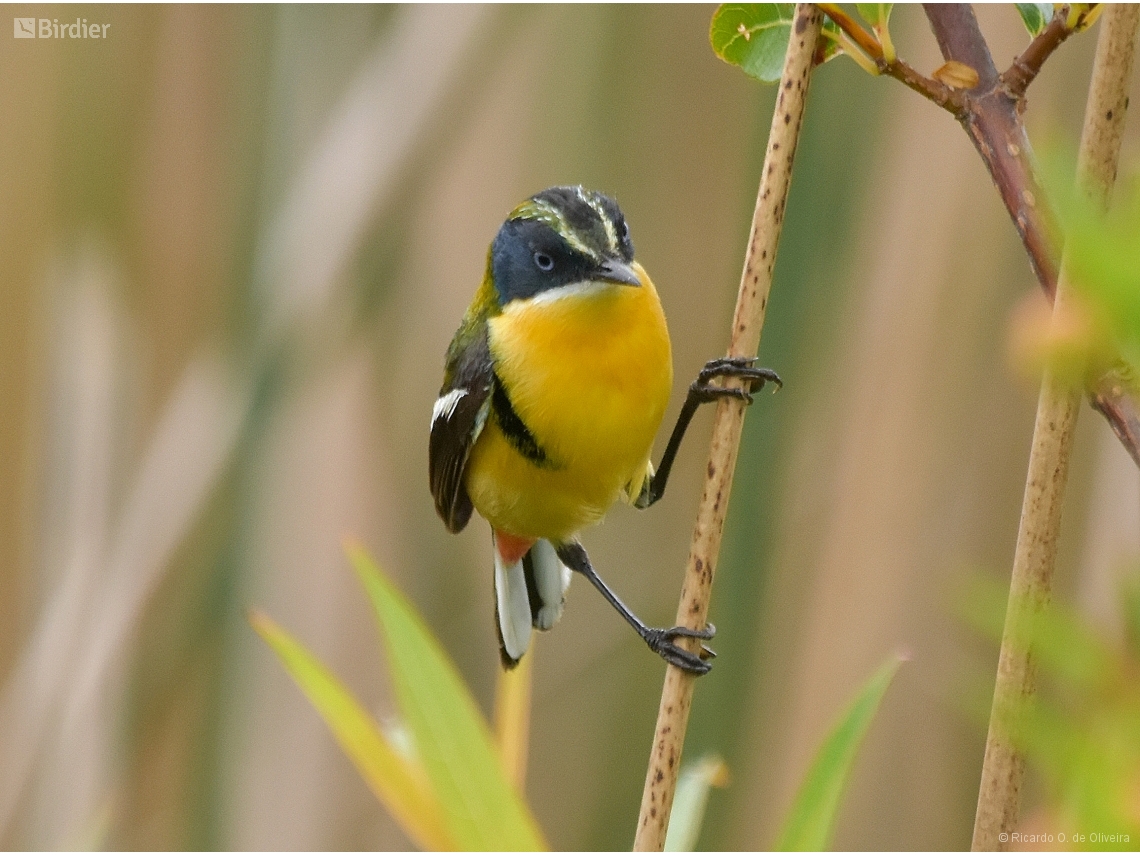 Tachuris rubrigastra