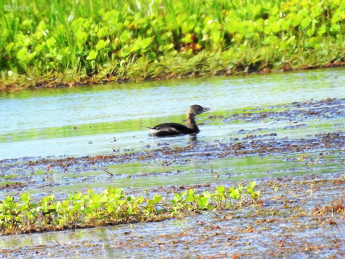 Tachybaptus dominicus