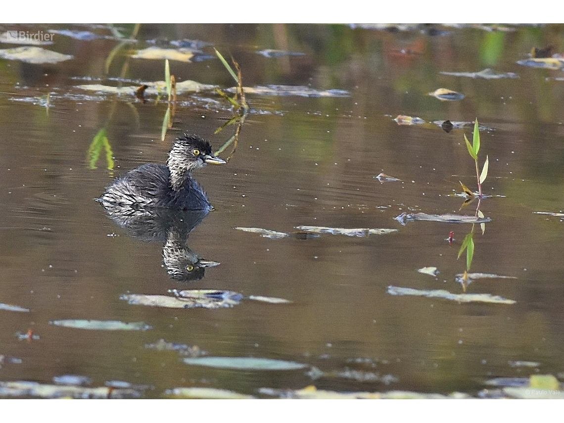Tachybaptus dominicus