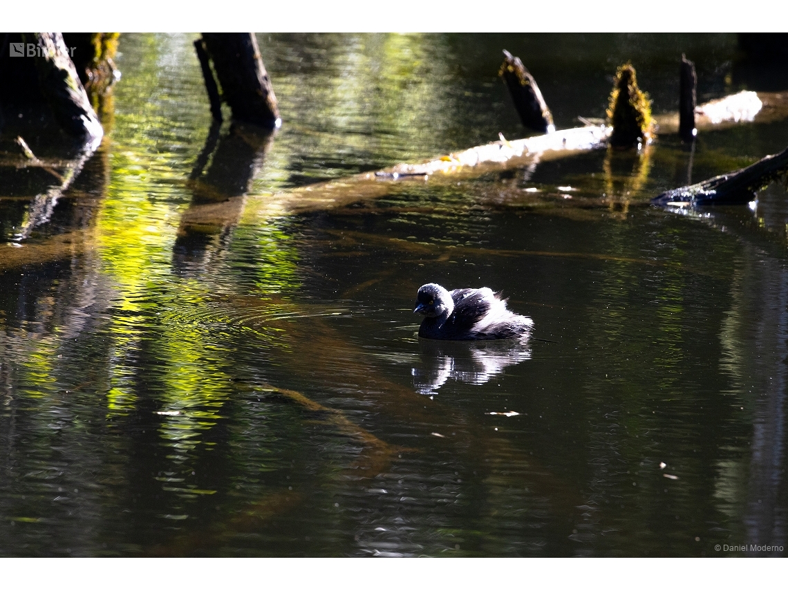 Tachybaptus dominicus