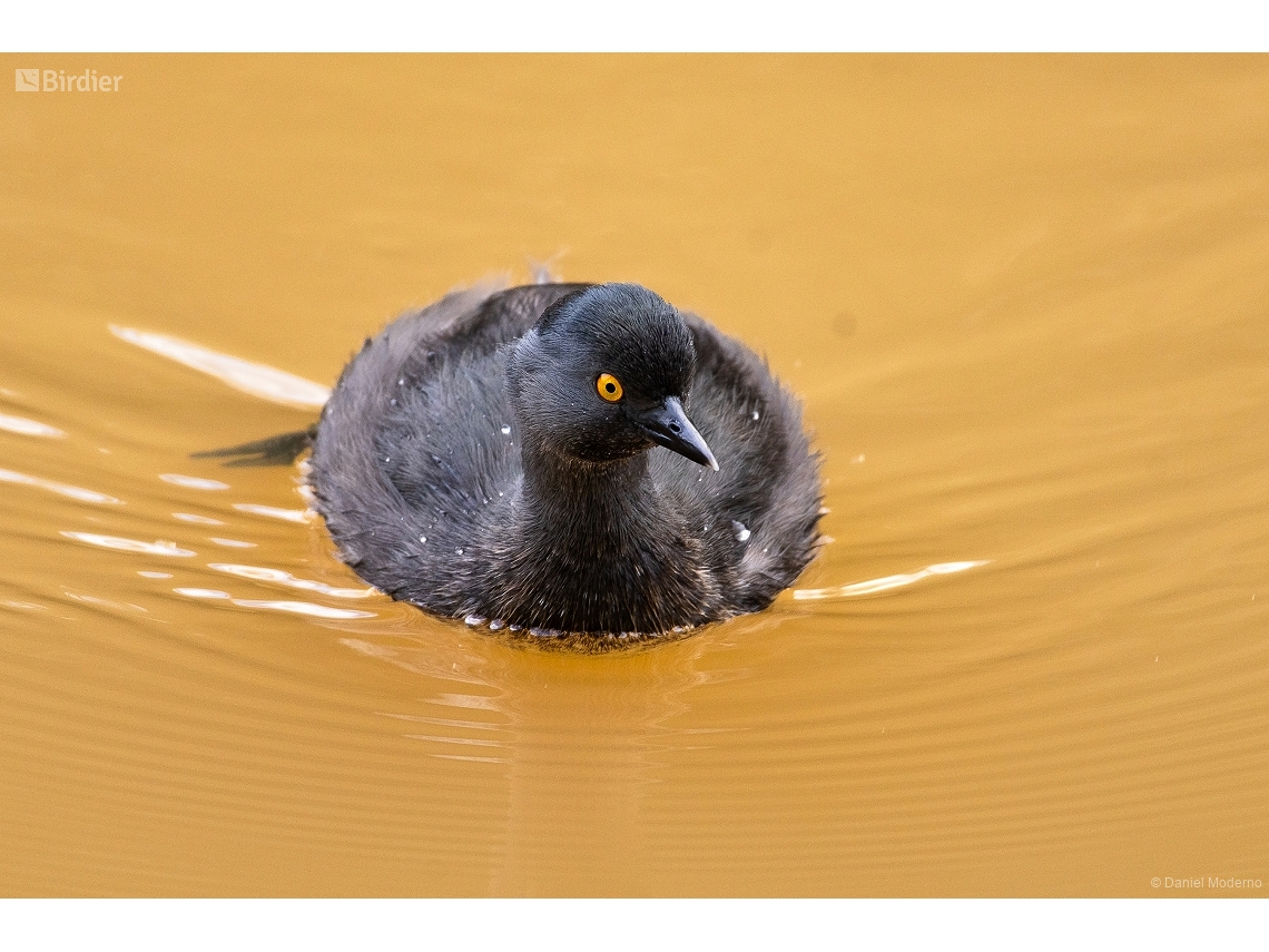 Tachybaptus dominicus