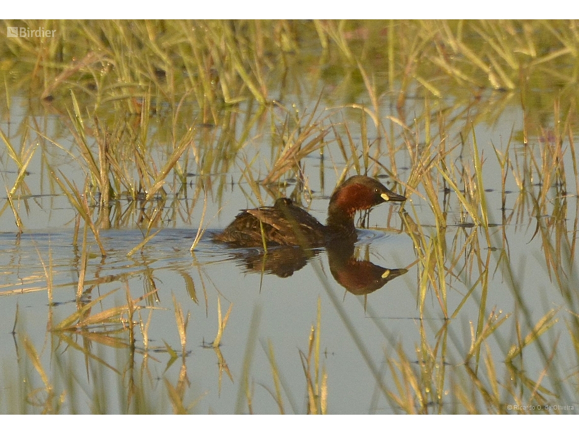 Tachybaptus ruficollis