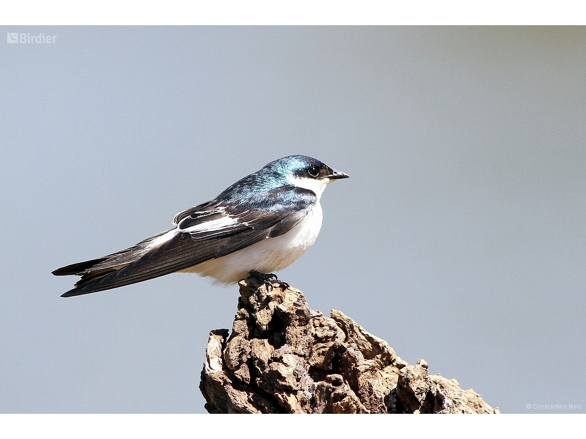 Tachycineta albiventer