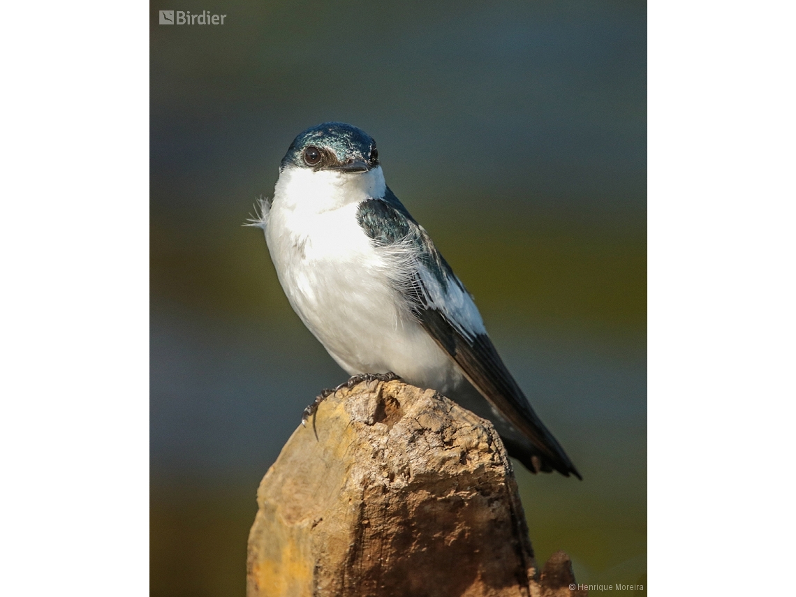 Tachycineta albiventer