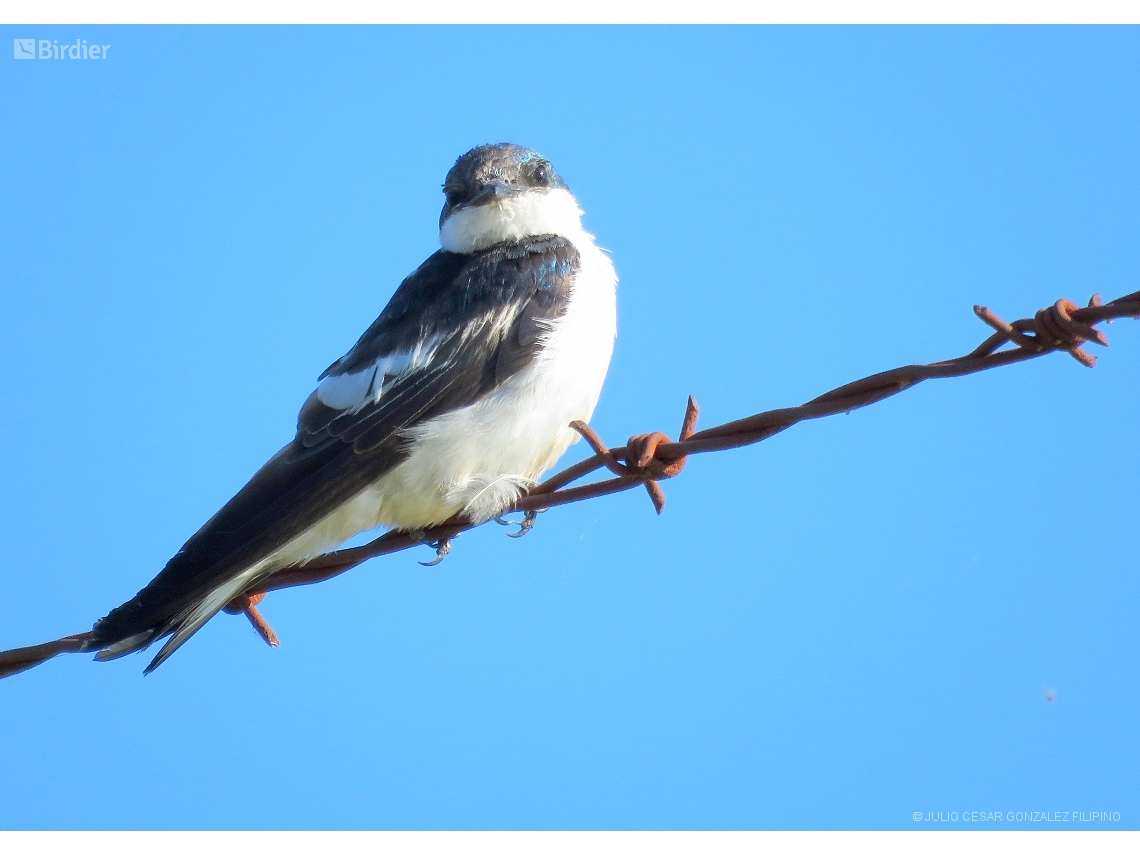 Tachycineta albiventer