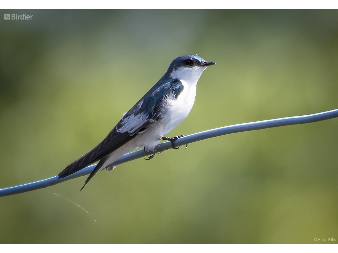 Tachycineta albiventer