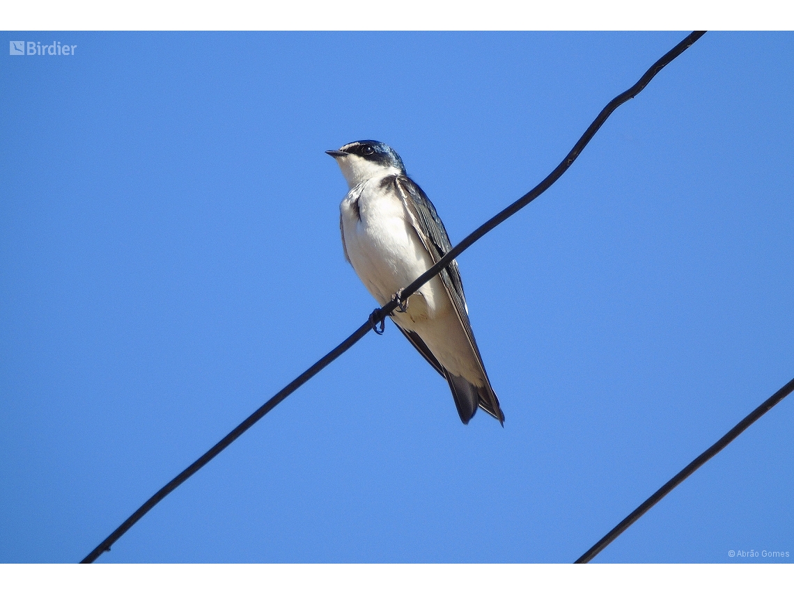 Tachycineta leucorrhoa