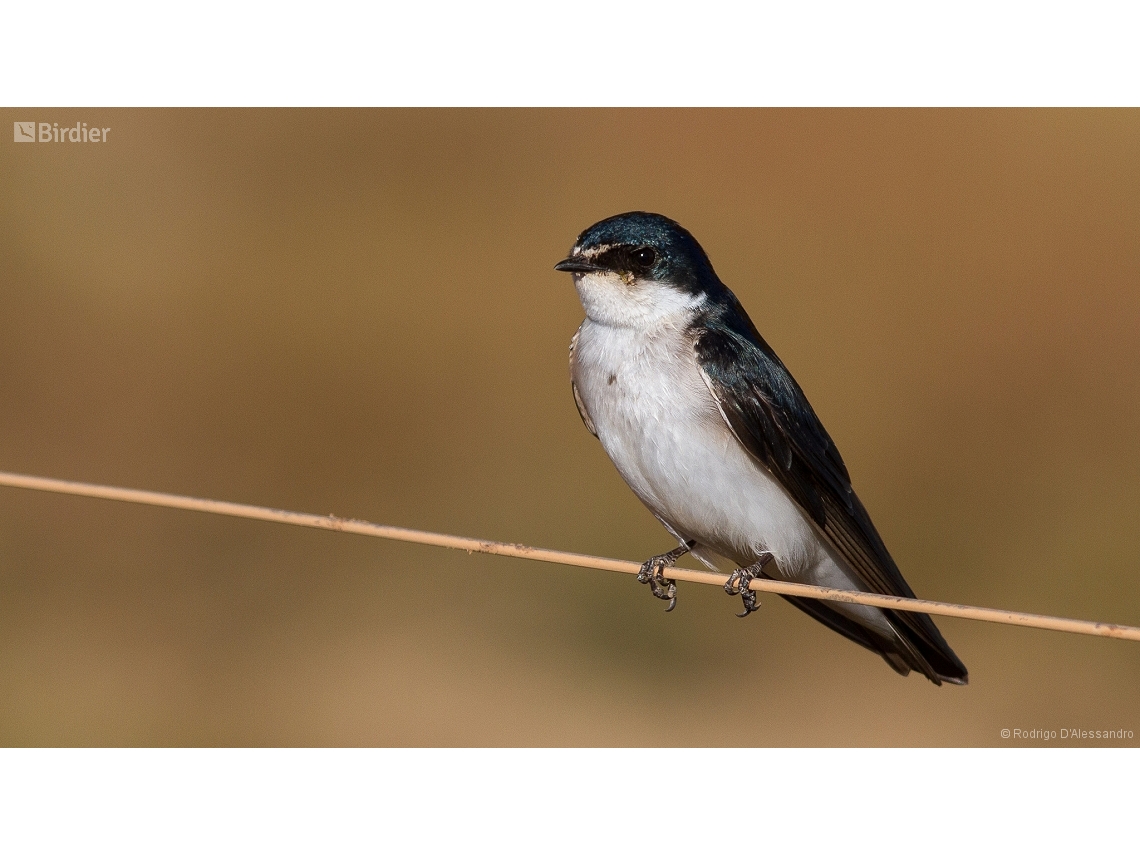 Tachycineta leucorrhoa