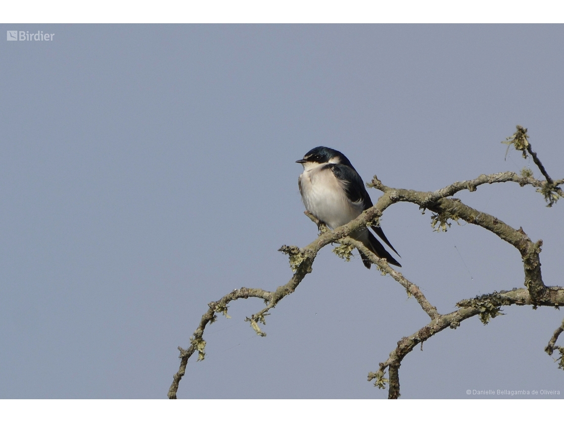 Tachycineta leucorrhoa