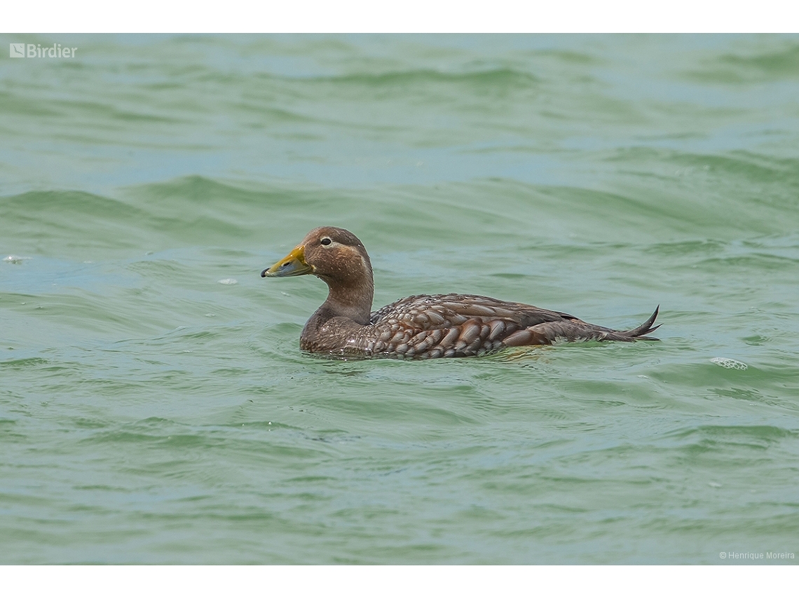 Tachyeres patachonicus