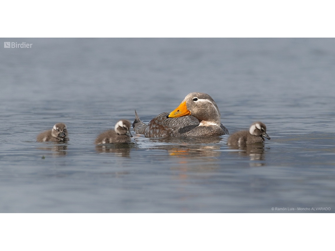 Tachyeres patachonicus