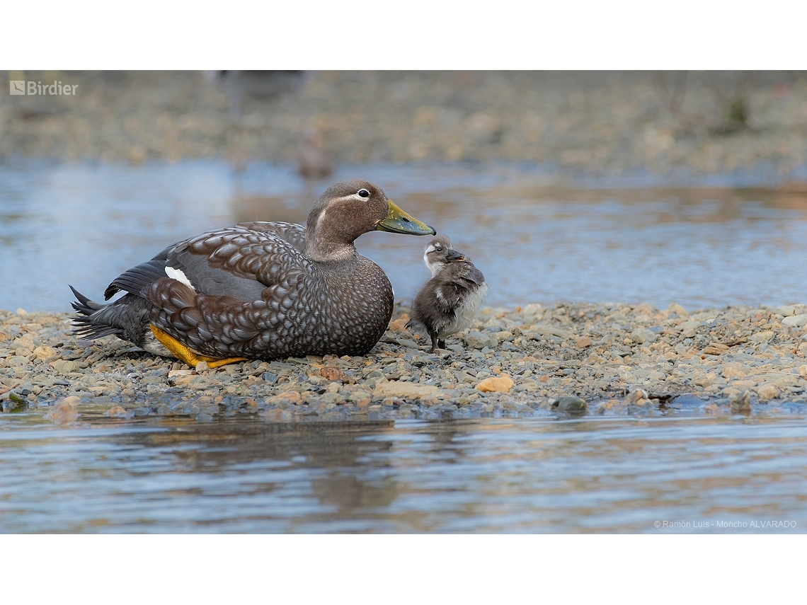 Tachyeres patachonicus