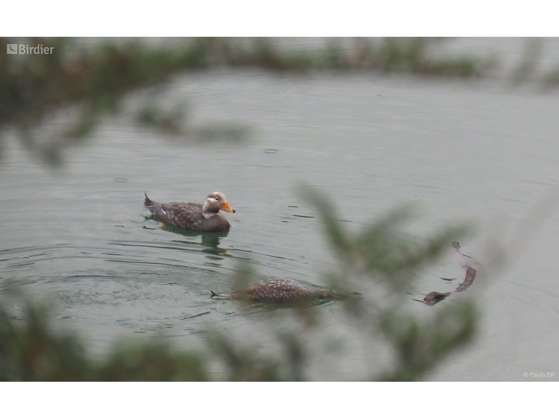 Tachyeres patachonicus