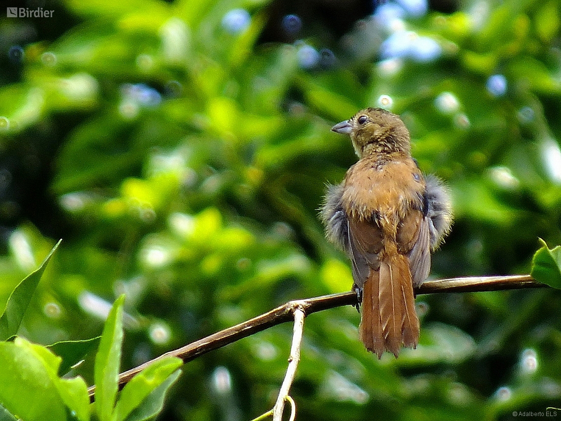 Tachyphonus coronatus