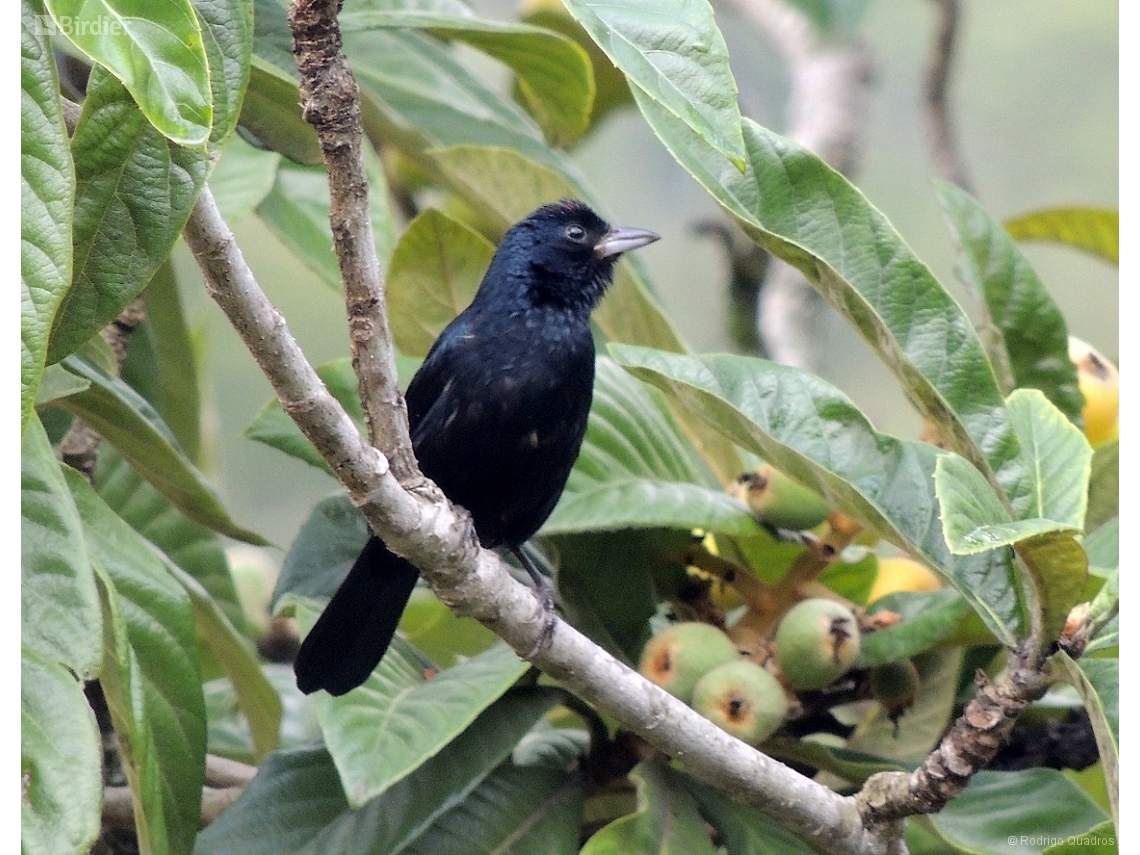 Tachyphonus coronatus