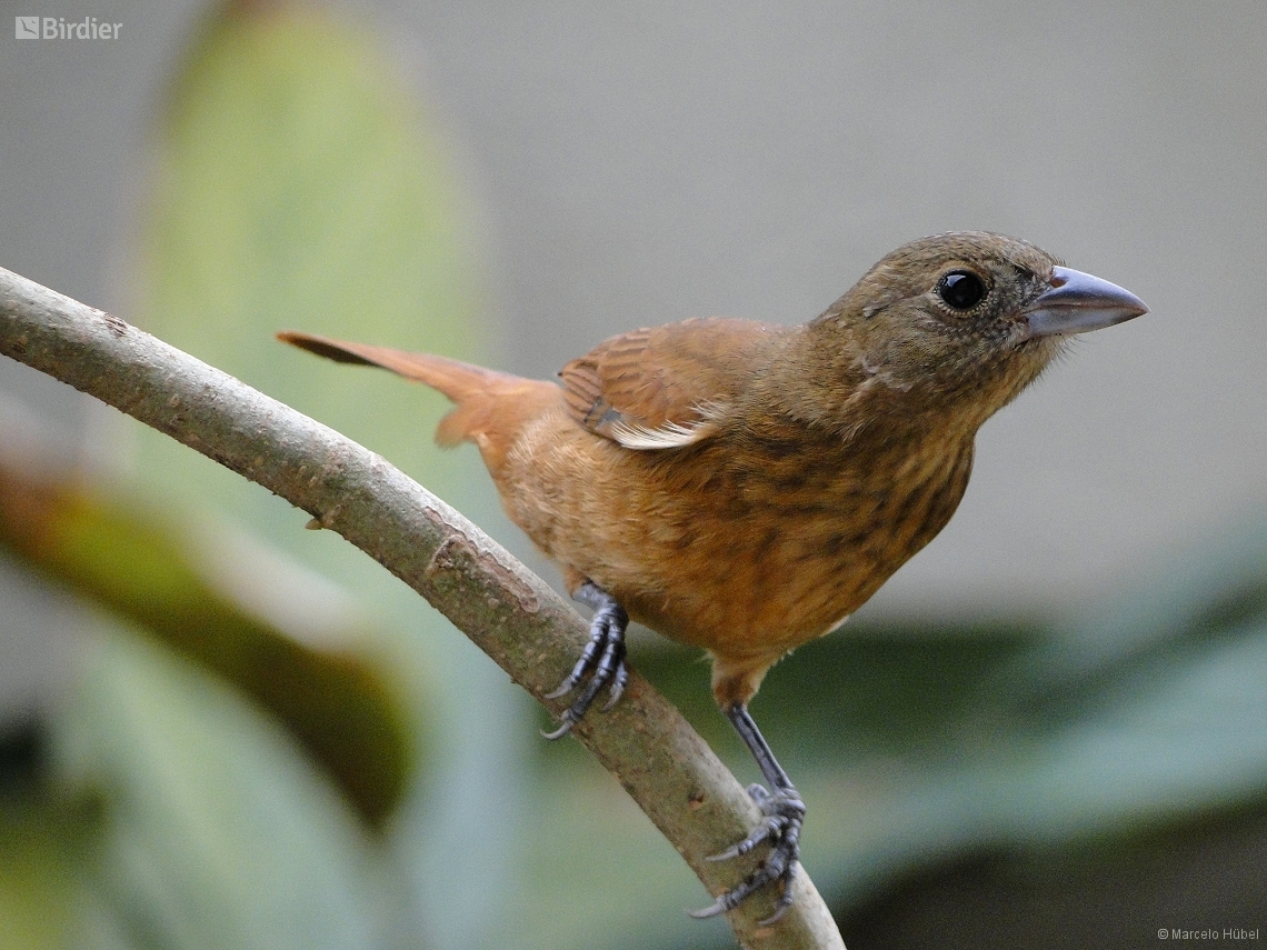 Tachyphonus coronatus