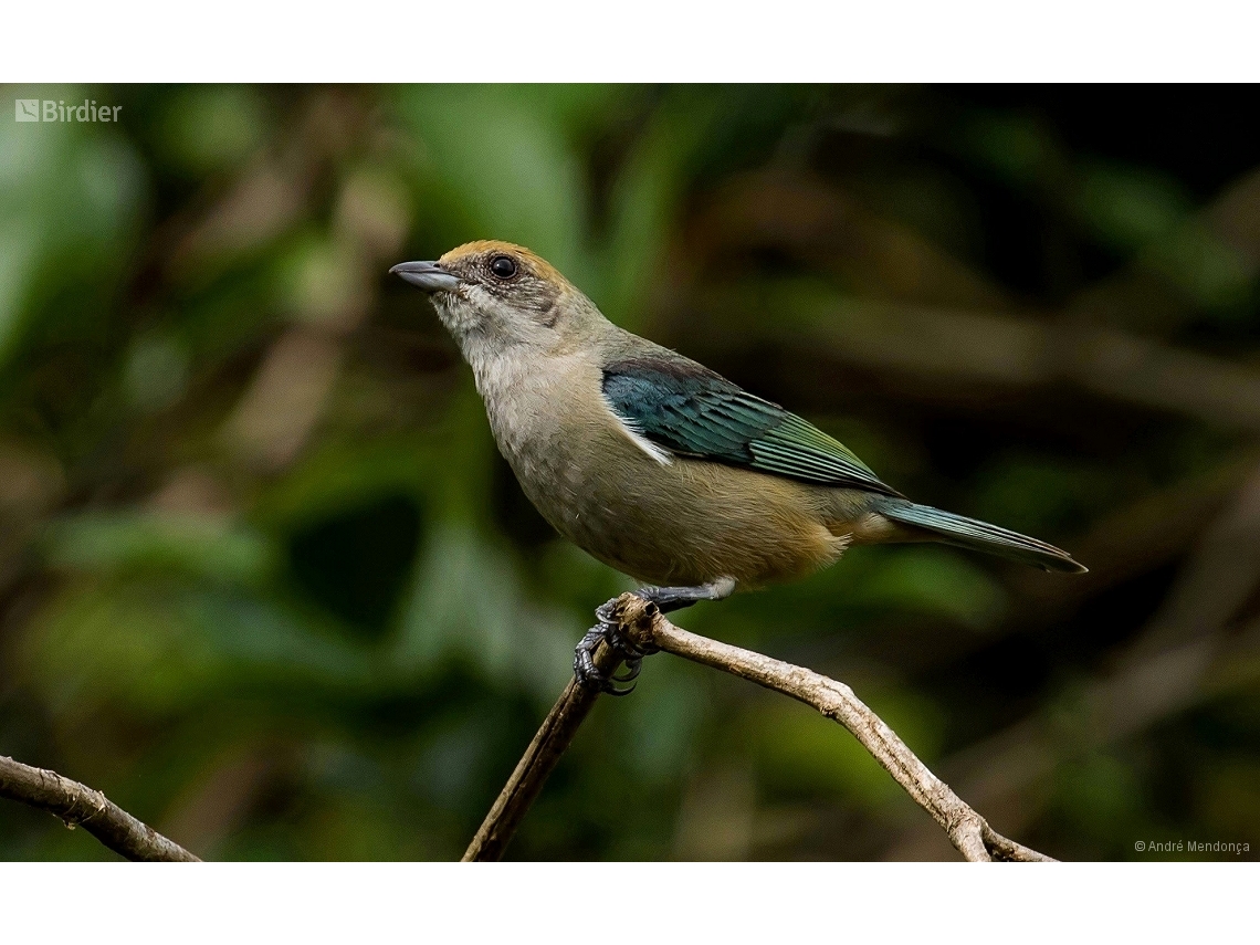 Stilpnia cayana