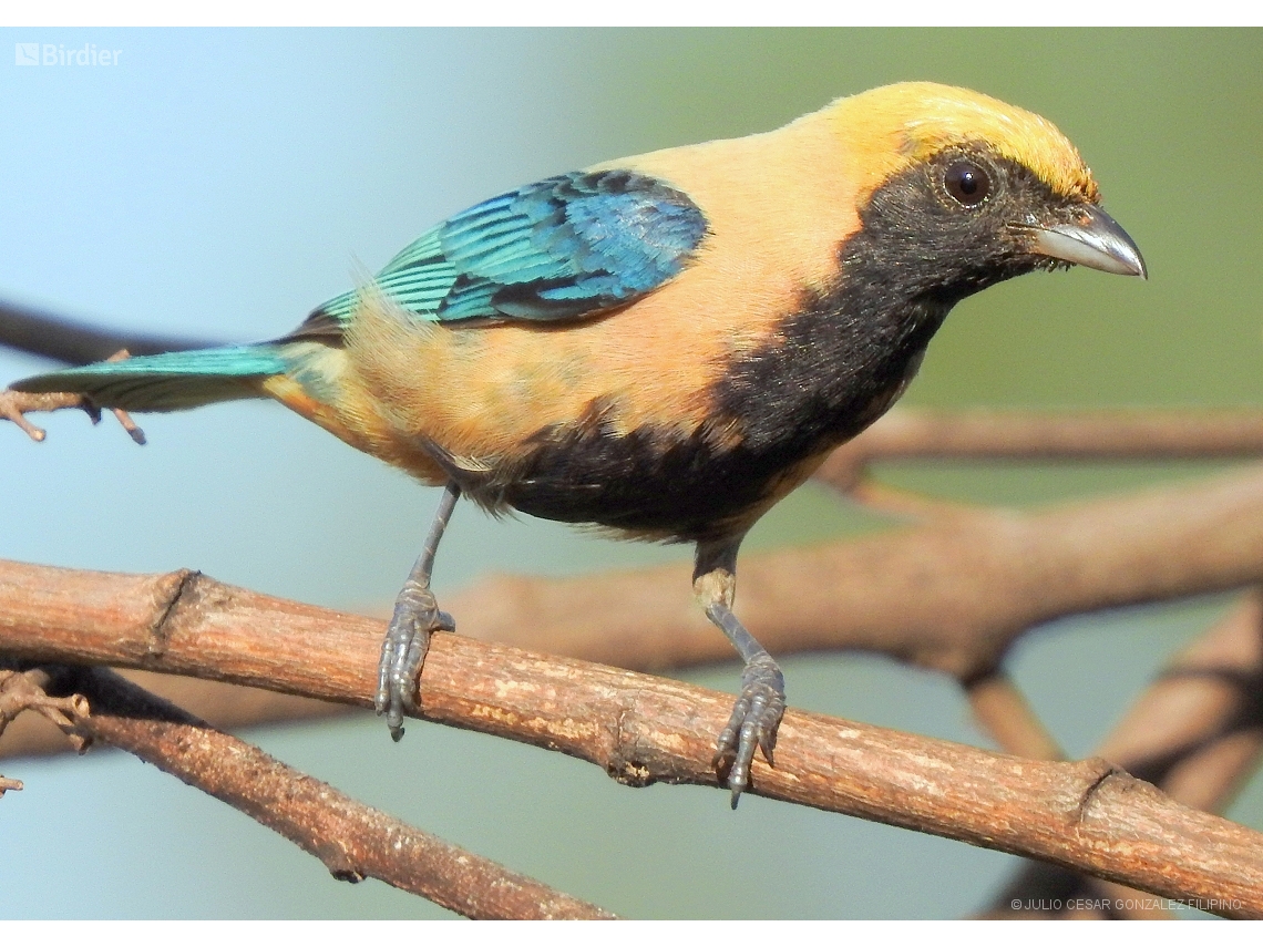 Stilpnia cayana