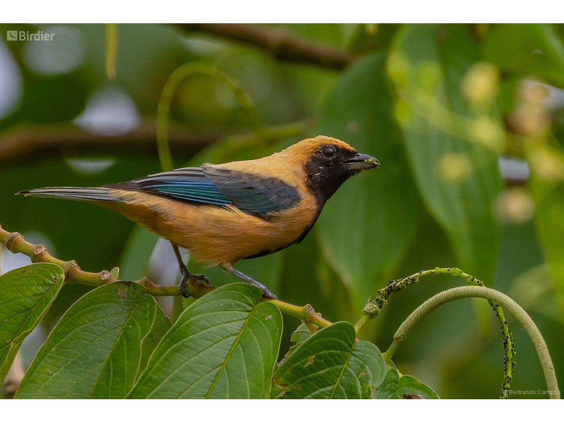 Stilpnia cayana